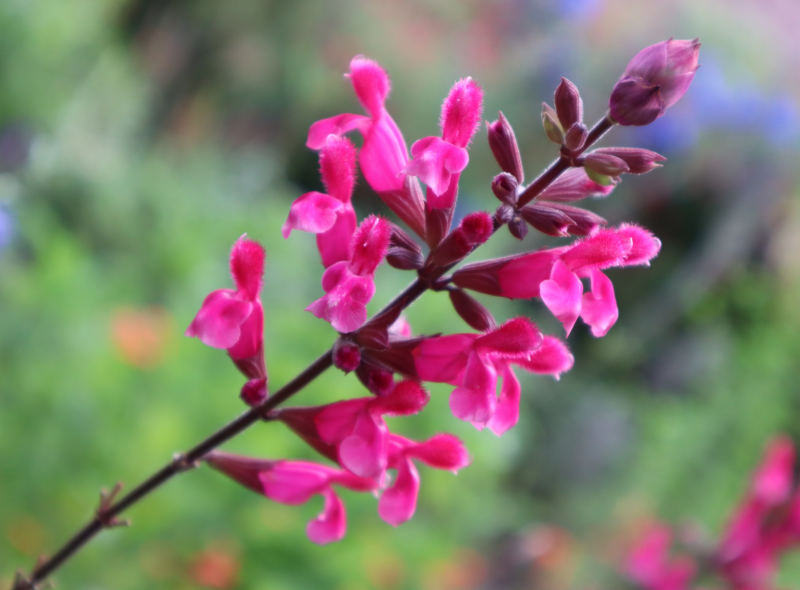 Salvia